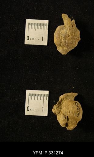 Pharkidonotus tricarinatus