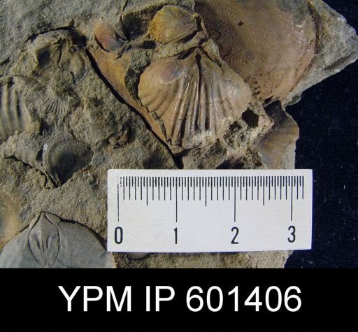 Oligoptycherhynchus daleidensis