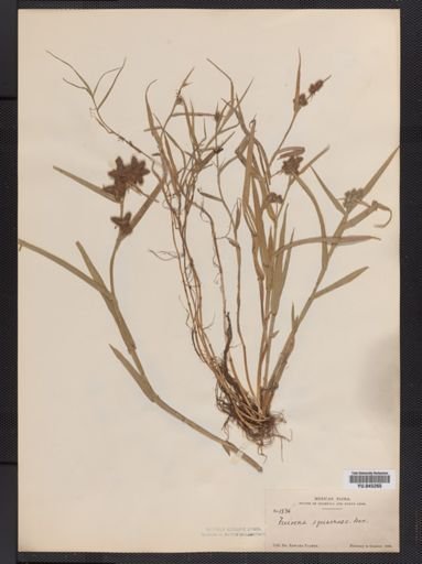 Fuirena squarrosa