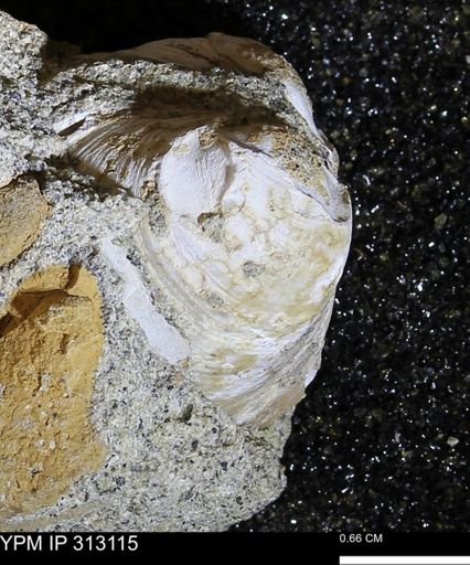 Corbicula
