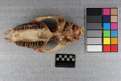 Hyracodon nebrascensis