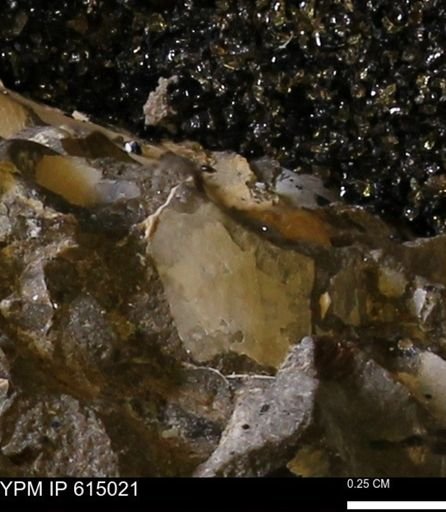 Baculites?