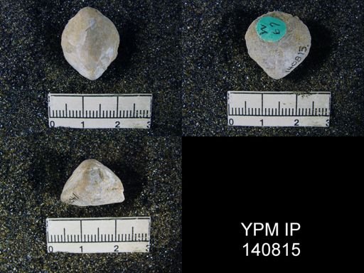 Spirigerella derbyi