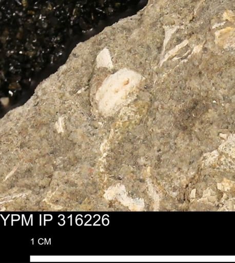 undet. Mollusca