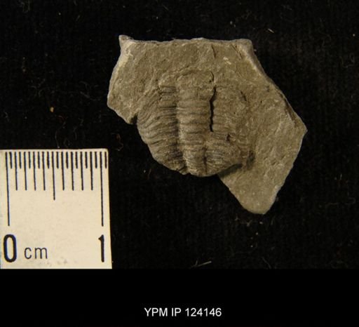 Phacops rana