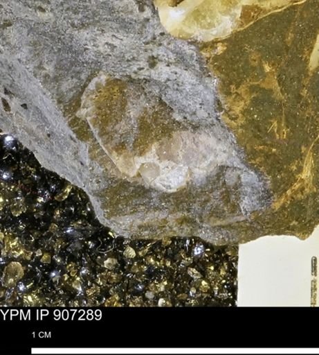 undet. Mollusca