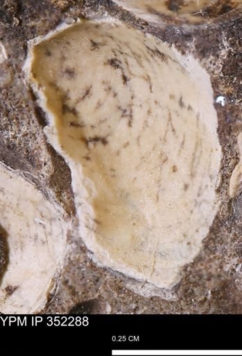 undet. Mollusca