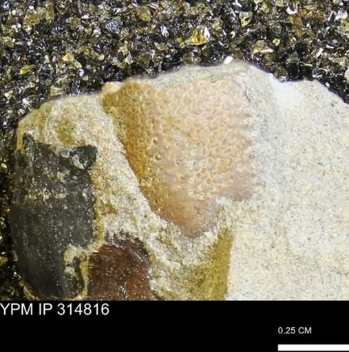undet. Sphenodiscidae
