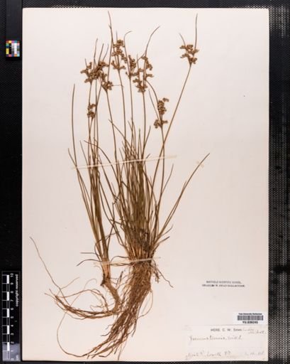 Juncus tenuis