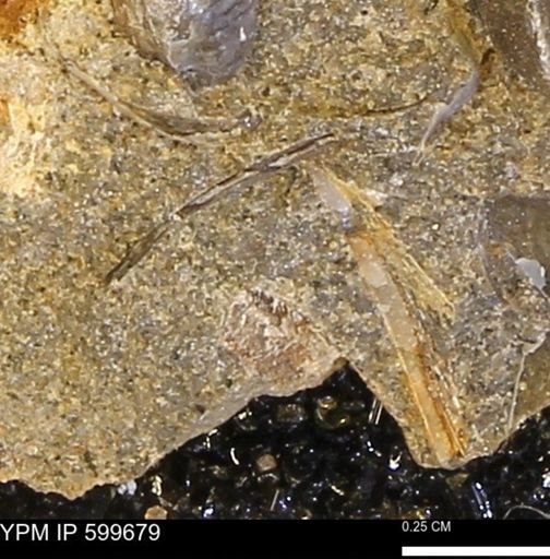 undet. Bivalvia