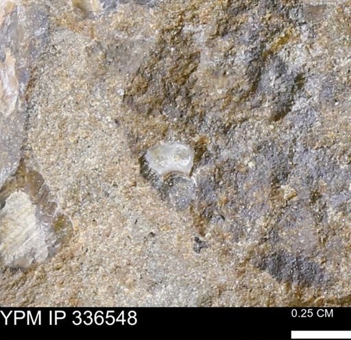 undet. Bivalvia