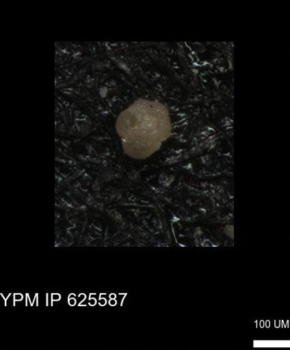 undet. Foraminiferida