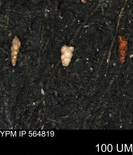 Verneuilinoides kansasensis