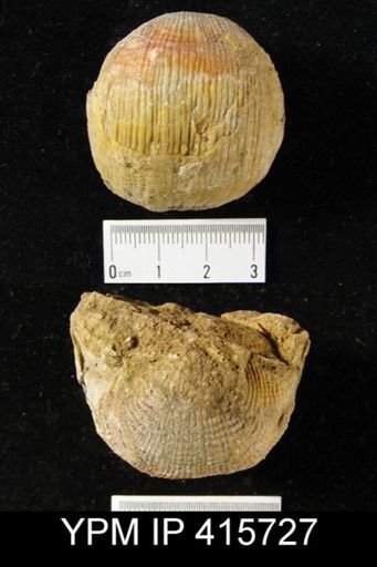 Productus sp.