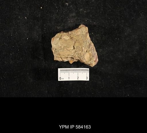 Myalina subquadrata