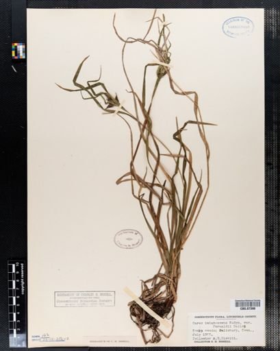 Carex intumescens