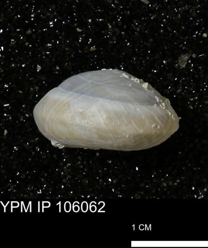 Poecilozonites bermudensis zonatus