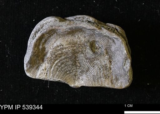 Leptaena rhomboidalis