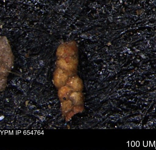 Ammobaculoides whitneyi