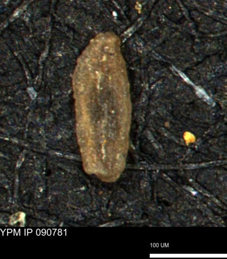 Miliammina manitobensis