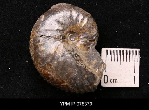 Hoploscaphites comprimus