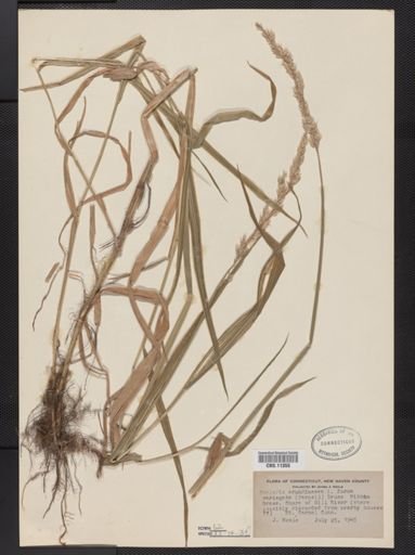 Phalaris arundinacea