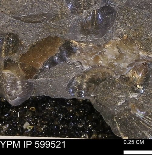 Scaphitidae?