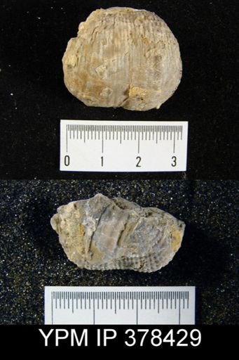 Productus magnicostatus