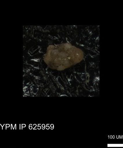 undet. Foraminiferida