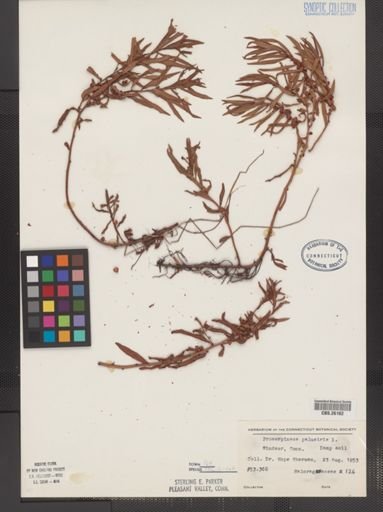 Proserpinaca palustris