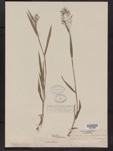 Panicum columbianum tsugetorum
