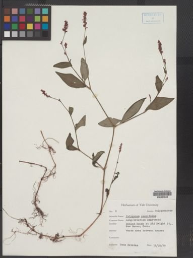Polygonum cespitosum