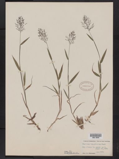 Panicum columbianum tsugetorum