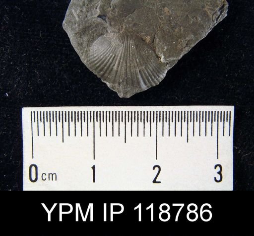 Camarotoechia rossbrookensis