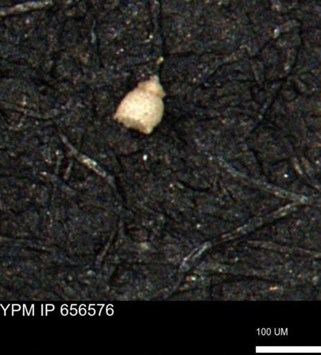 Clathrocyclas (Clathrocyclas) irrasa