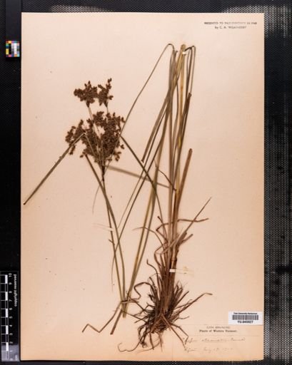 Scirpus atrocinctus