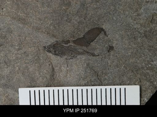 undet. Eurypterida