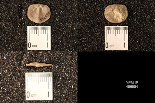 Dalmanella testudinaria