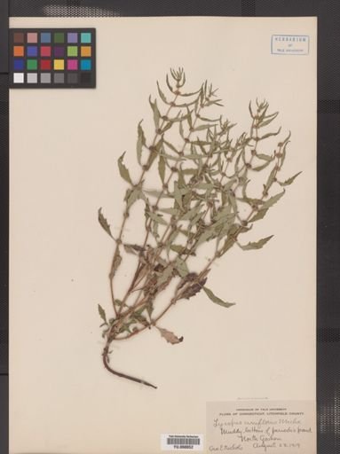 Lycopus americanus