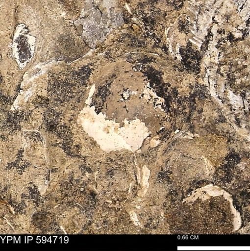 Protocardia sp.