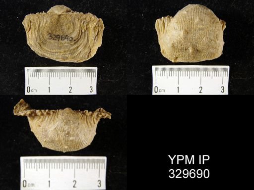 Dictyoclostus sp.