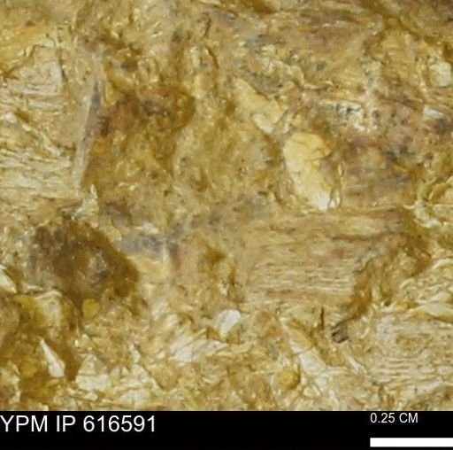 Teredo sp.