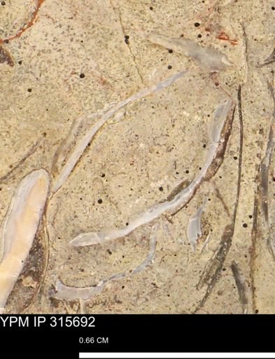 Mollusca