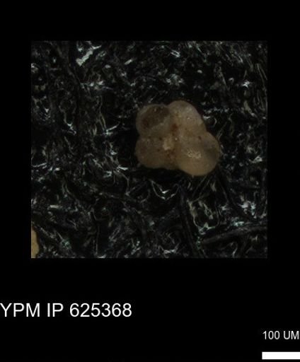 undet. Rugoglobigerinidae