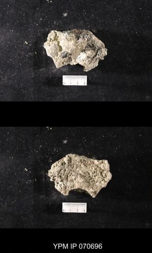 Favosites louisvillensis?