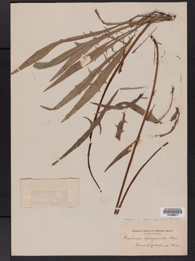 Agoseris