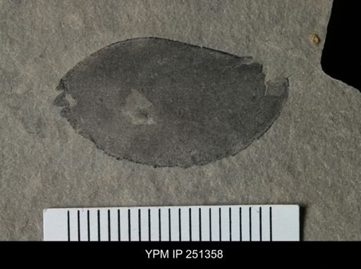 undet. Eurypterida