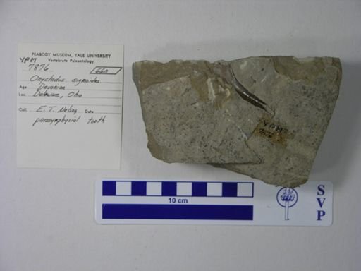 Onychodus sigmoides