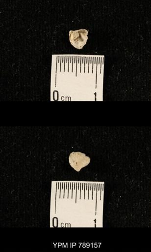 undet. Brachiopoda