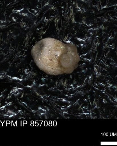 undet. Foraminiferida